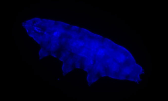 Gấu nước phát sáng màu xanh dương dưới tia UV.