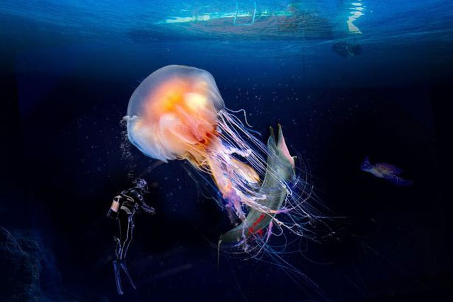Loài sứa khổng lồ có thể phát triển tới kích thước của chiếc thùng rác.