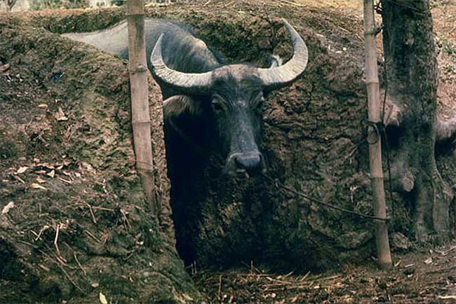Trâu được buộc trong hầm tránh bom ở nông thôn miền Bắc, 1967.