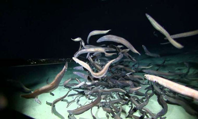Một đàn cá chình lớn xuất hiện tại vùng biển Clarion Clipperton.