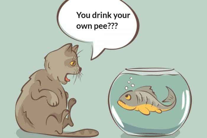Loài cá không thực sự cần cảm giác khát nước thì mới uống nước.