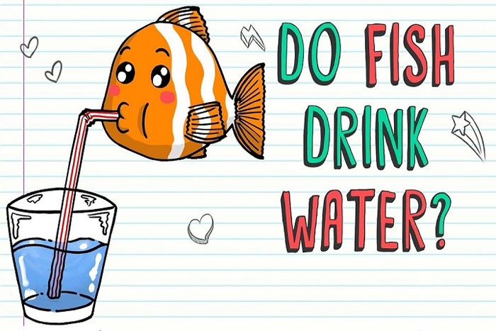Cá cũng có uống nước nhé.
