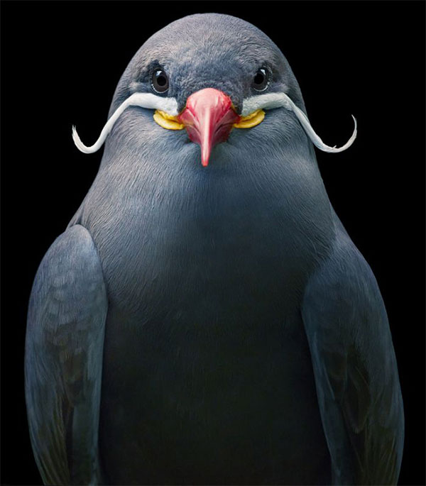 Chim Inca Tern