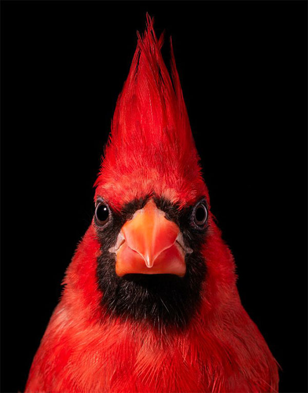 Northern Red Cardinal