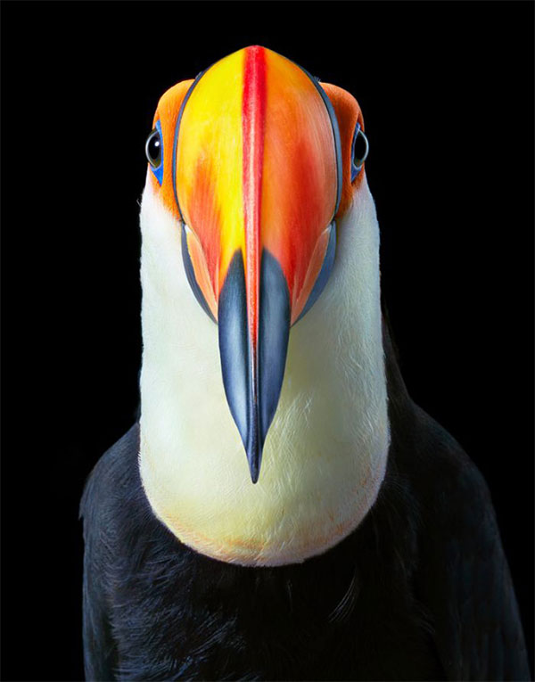 Chim Toco Toucan