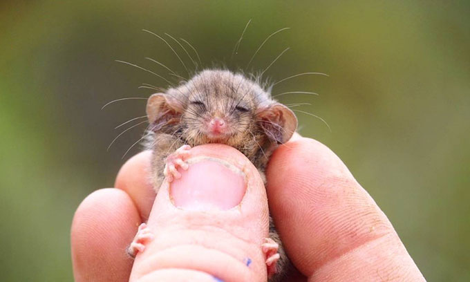 Chồn possum lùn Tasmania chỉ nặng khoảng 7 gram