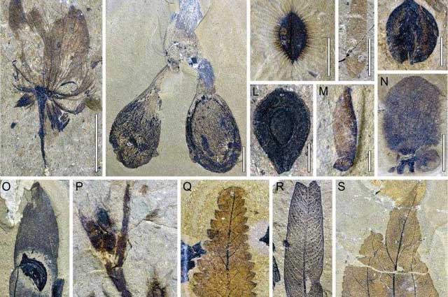 Hình ảnh các hóa thạch thực vật được phát hiện.