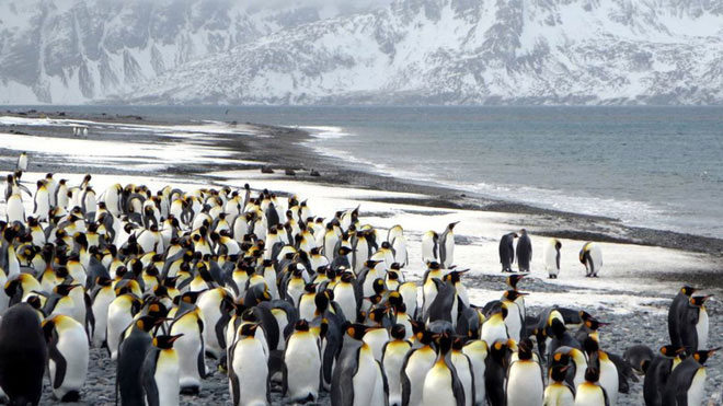 Đảo Nam Georgia là nơi trú ngụ của hàng triệu con chim cánh cụt.