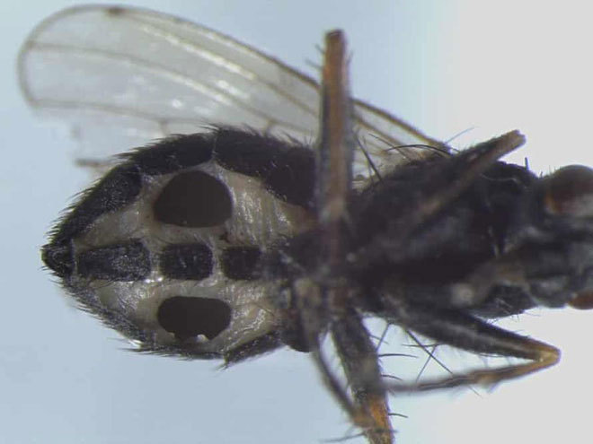 Một con ruồi bị nhiễm nấm Strongwellsea tigrinae.