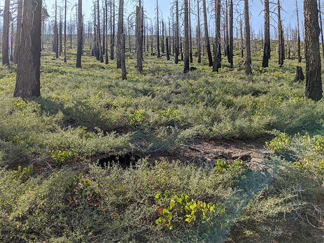 Một khu vực sau cháy ở California với rất ít cây tùng tự tái sinh.