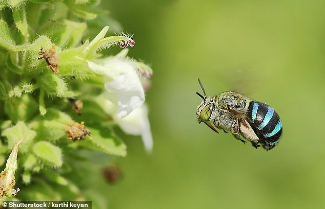 Loài ong này không sản xuất mật ong nhưng vẫn giúp ích cho quá trình thụ phấn cho hoa