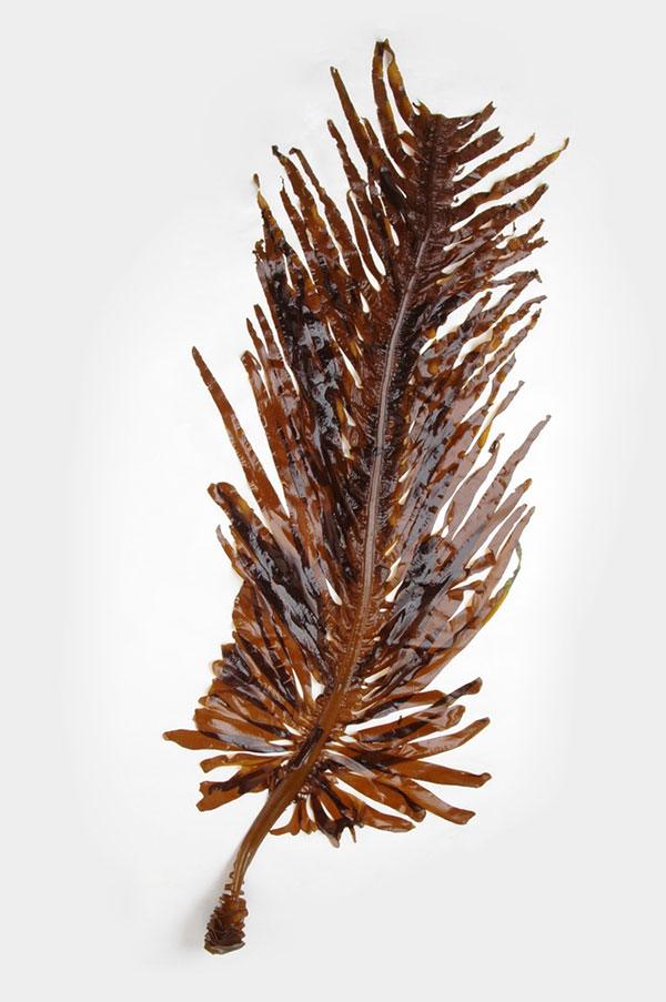 Hình ảnh Fucoidan chiết xuất từ lá bào tử tảo nâu nước lạnh (mekabu).