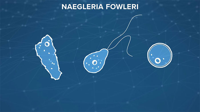 N. fowleri là một sinh vật đơn bào được tìm thấy trong tự nhiên ở vùng nước ngọt ấm