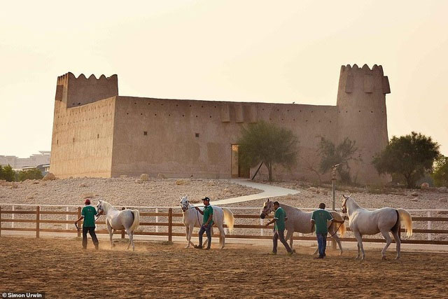 Ngựa của Al Shaqab được lai tạo và nuôi dưỡng để diễu hành, tổ chức sự kiện