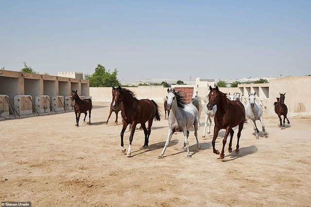Al Shaqab là khách sạn 5 sao dành cho ngựa duy nhất trên thế giới ở Doha, Qatar.