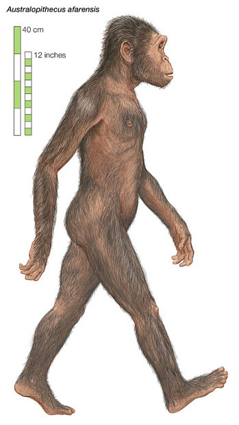 Australopithecus afarensis, một trong những họ người hominid đầu tiên