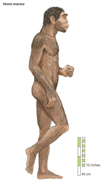 Homo erectus là chủng người cổ nhất có hình dáng cơ thể giống người hiện đại ngày nay.