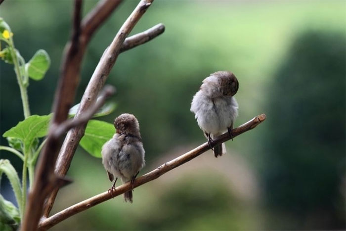 Hai chú chim họ Finch đang ngủ trên một cành cây.