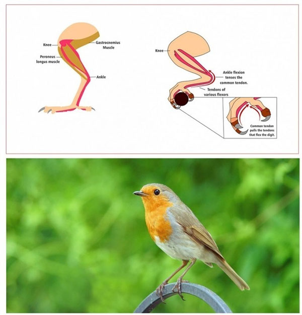 Cơ chế khóa tự động ở chim.