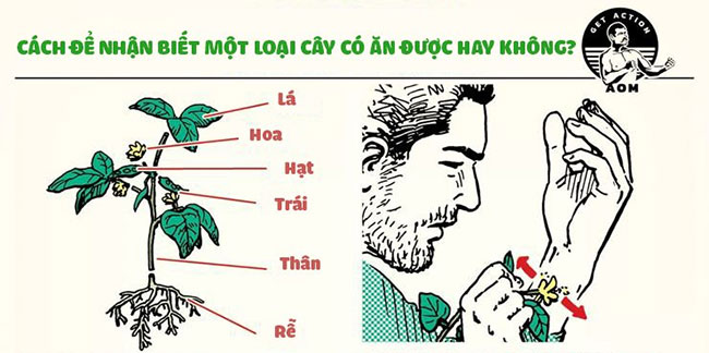 Cách nhận biết cây ăn được hay không
