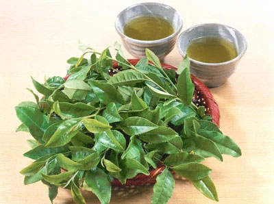 Mẹo trị hôi chân khi mang giày bằng chè xanh