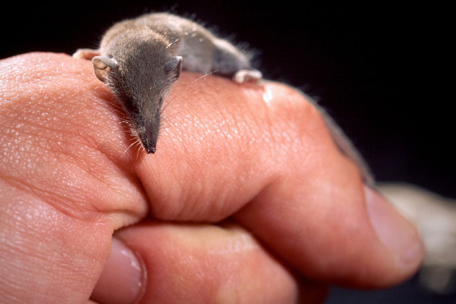 Đây là động vật có vú nhỏ nhất thế giới nếu tính theo trọng lượng cơ thể.