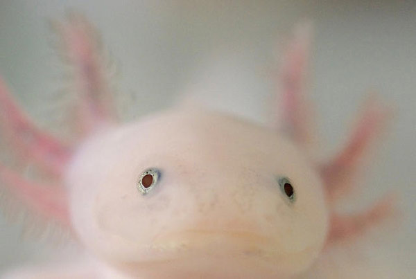 Axolotl có nghĩa là “chó nước’