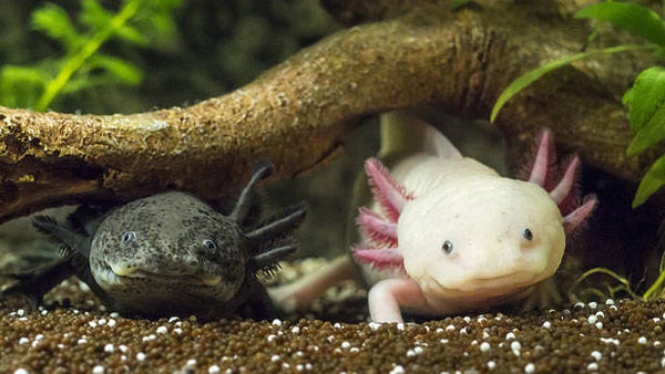 Axolotl đang có nguy cơ tuyệt chủng