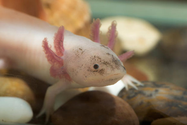 Axolotl như loài ấu trùng