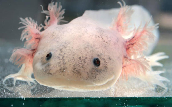 Axolotl bị kích trưởng thành