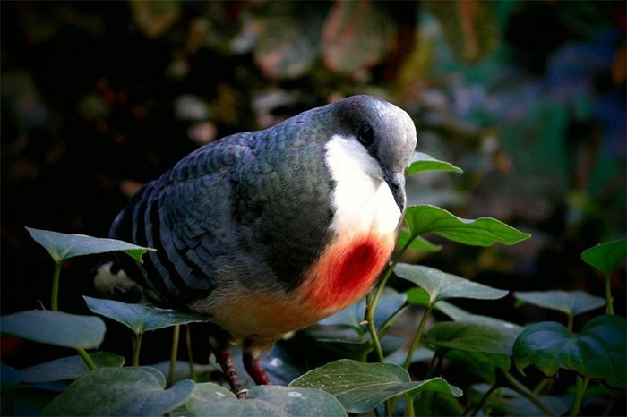 Chim bồ câu Gallicolumba luzonica.