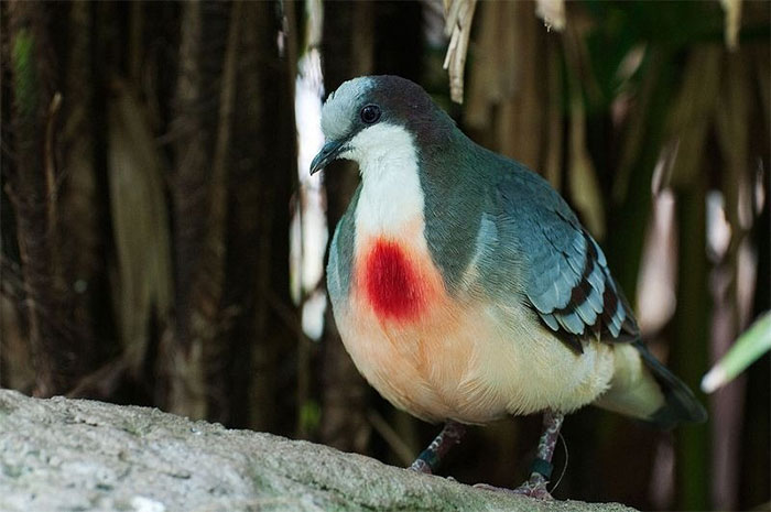 Phần lông màu đỏ tươi ở giữa ngực giống như vết thương giữa ngực.