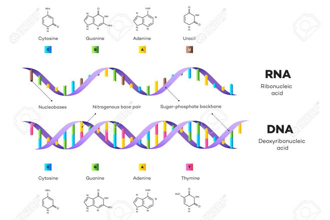Nghiên cứu mới chứng minh ARN và ADN kết hợp tạo nên sự sống.