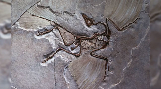 Hóa thạch của Archaeopteryx, loài chim cổ nhất từng được ghi nhận.