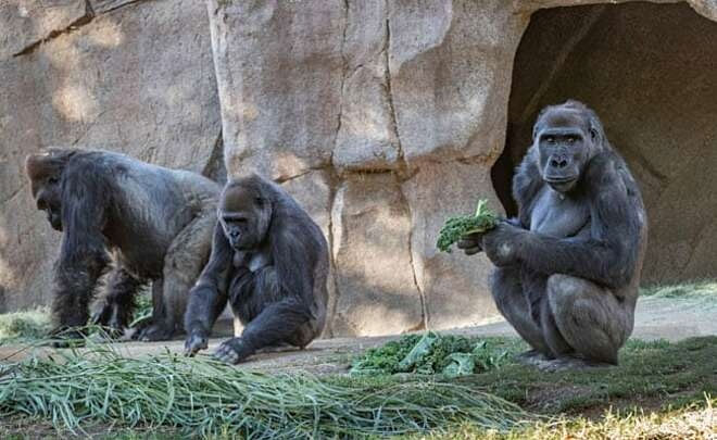Các con khi đột trong Vườn thú San Diego Safari được xét nghiệm nCoV ngày 10/1.