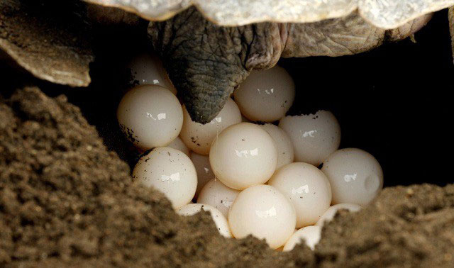 Trứng của các loài động vật sống lâu