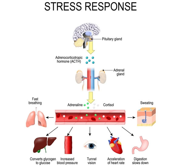 Adrenaline và cortisol - 2 hormone kiểm soát phản ứng của cơ thể đối với căng thẳng