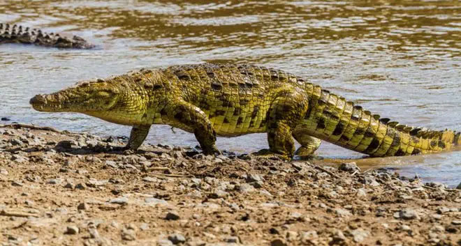Trong suốt 200 triệu năm lịch sử, những con cá sấu đã tiến hóa chậm hơn.