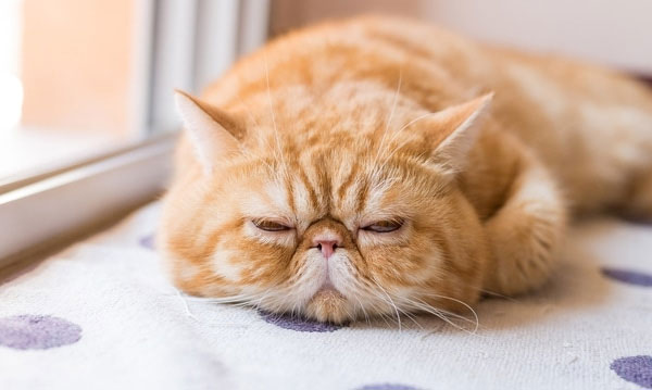 Một chú mèo lai Ba Tư gương mặt cau có và chiếc mũi cực ngắn do đột biến gene.