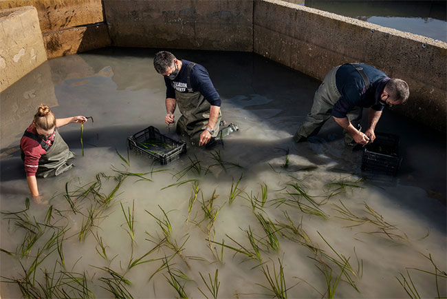 Nhóm nghiên cứu trồng cỏ biển zostera