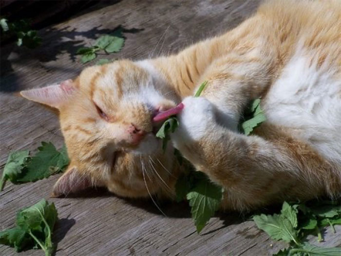 Nepetalactol được đưa đến vùng mặt và lông đầu thông qua việc chà xát vào lá nho bạc.