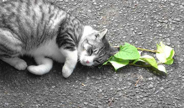 Hoạt chất trong cây catnip tạo ra một "lá chắn" chống lại muỗi cho mèo.