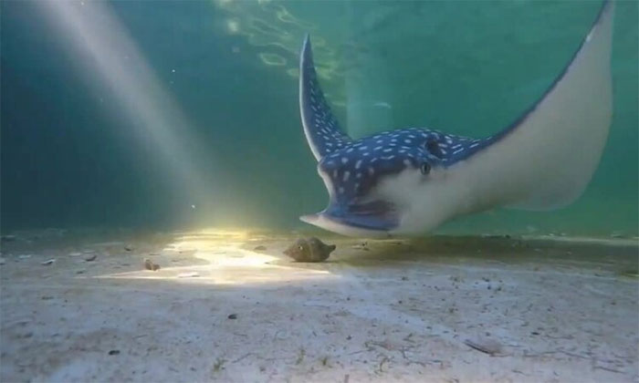 Cá đuối ó sao ăn thịt nhiều động vật thân mềm, gồm cả lớp hai mảnh vỏ lẫn lớp chân bụng