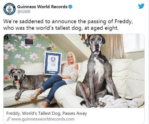 Chú chó cao nhất thế giới Freedy qua đời.