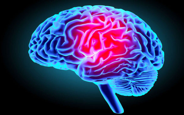 Có ba vùng trong não liên quan đến hành vi chấp nhận rủi ro cao hơn