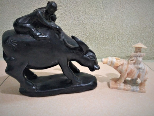 Trâu có nhiều giống trâu khác nhau, được đặc trưng bằng màu sắc lông da và hình dạng cặp sừng.