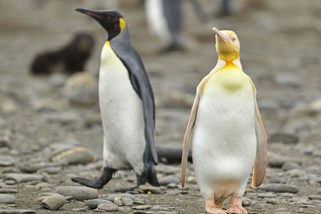 Chim cánh cụt màu vàng tại khu vực Nam Đại Tây Dương.