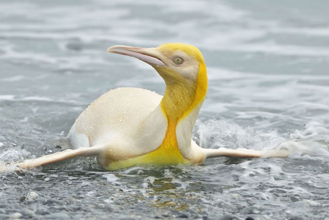 Chim cánh cụt màu vàng