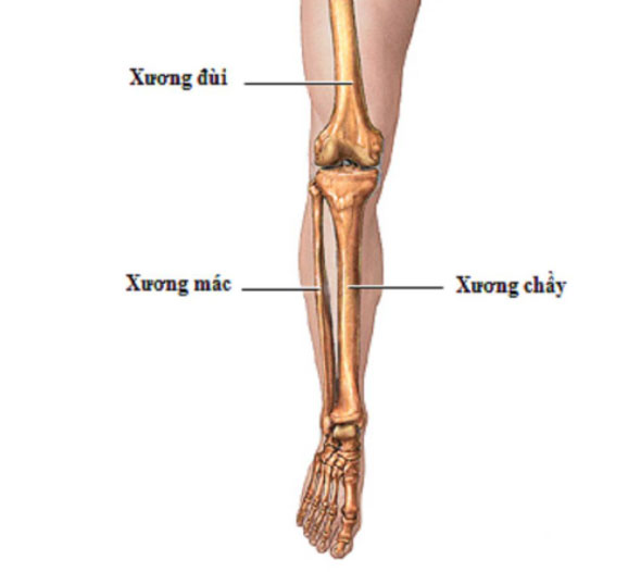 Vai trò của xương mác là giúp ổn định và hỗ trợ cẳng chân, mắt cá và các cơ chân
