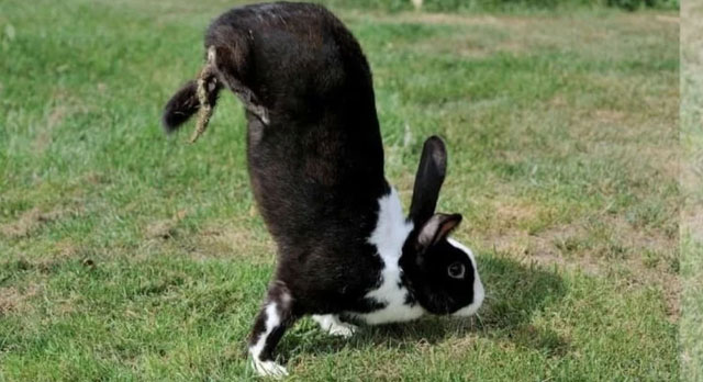Giống thỏ quý hiếm này không nhảy như bất kỳ loài thỏ nào khác đang tồn tại.